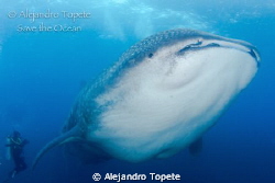 Amazing  Whale Shark with diver
Islas Galapagos, Ecuador... by Alejandro Topete 